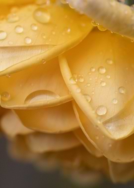 Yellow Rose Petals with Water Droplets