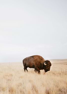 American Bison in a Field