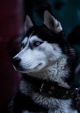 Husky Portrait with Piercing Blue Eyes