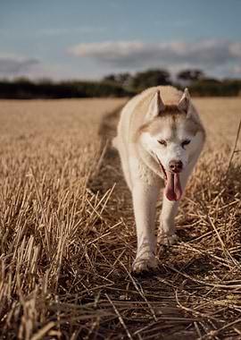 Husky in a golden field