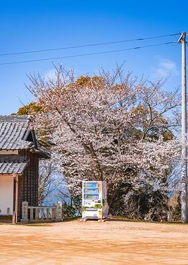 Cherry Blossoms Vending Machine in Japan