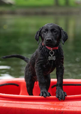 Wet Black Labrador Puppy in Red Kayak