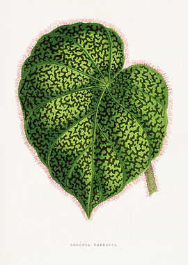 Begonia Daedalea botanical illustration