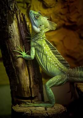 Green Basilisk Lizard on a Tree