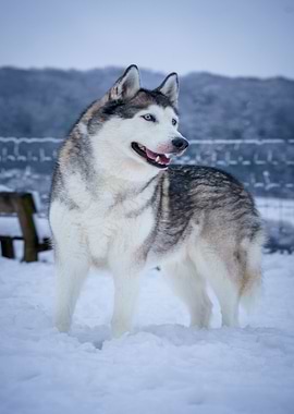 Husky in Winter Wonderland