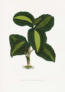 Anoectochilus Xanthophyllus Botanical Illustration