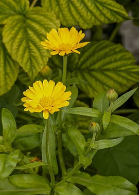 Yellow Calendula Flowers in Natural Setting