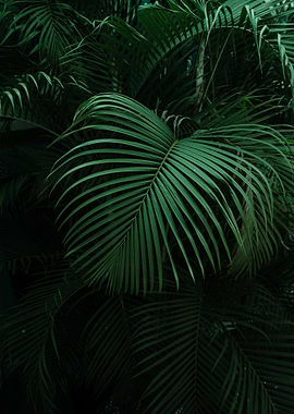 Lush Green Palm Leaves Close-Up