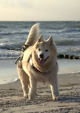 Happy Dog on Beach