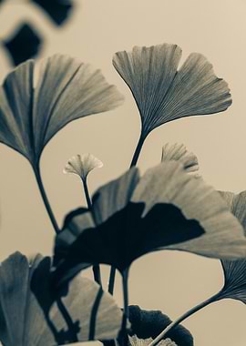 Ginkgo Leaves in Sepia Tone