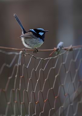 Superb Fairywren on a Wire Fence