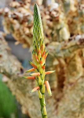 Aloe Vera Flower Spike Close-Up