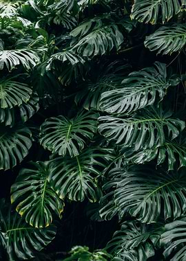 Lush Monstera Deliciosa Foliage