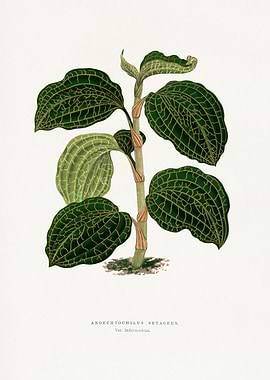 Anoectochilus Setaceus Botanical Illustration