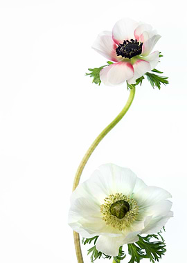 Anemone Flowers on White Background