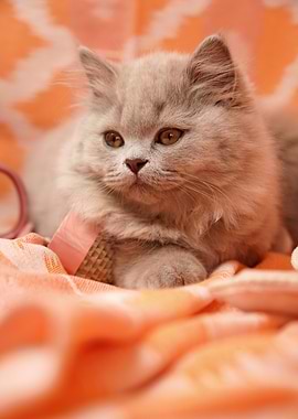 Cute Kitten Portrait on Orange Blanket