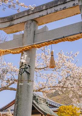 Japanese Torii Gate with Cherry Blossoms