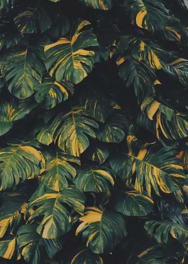 Monstera Leaves with Yellow Variegation