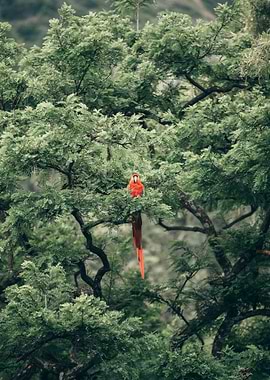 Scarlet Ara in Lush Green Tree