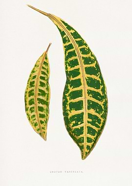Croton Variegatum Leaves Botanical Illustration