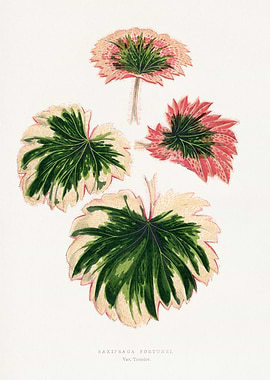 Saxifraga Fortunei Botanical Illustration