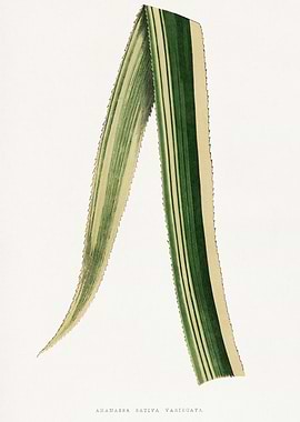 Ananassa Sativa Variegata Leaf Illustration
