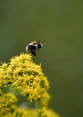 Bumblebee flying near yellow flowers