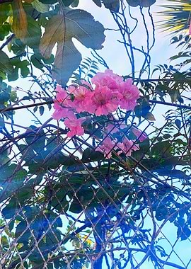 Pink Trumpet Vine Flowers on Trellis