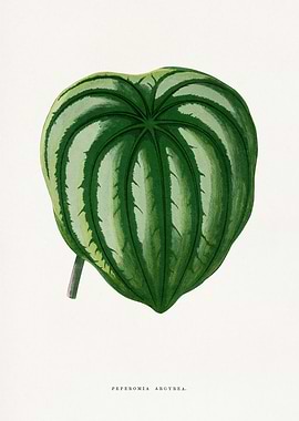 Peperomia Argyreia Leaf Illustration