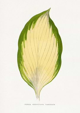 Funkia Sieboldiana Variegata Leaf Illustration