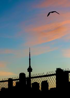 Toronto Skyline at Sunset with Bird