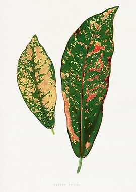 Croton Pictum Leaves Botanical Illustration