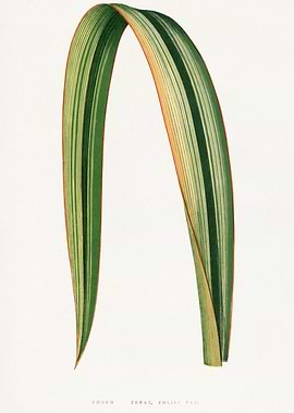 Phormium Tenax Leaf Illustration