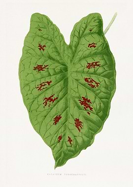 Caladium verschaffeltii leaf botanical illustration
