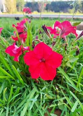 Red Petunia Flower in Green Grass