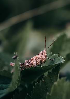 Grasshopper on a Leaf