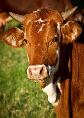 Brown and White Cow Portrait