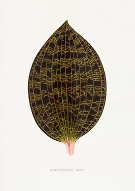 Anoectochilus Lowii Leaf Illustration