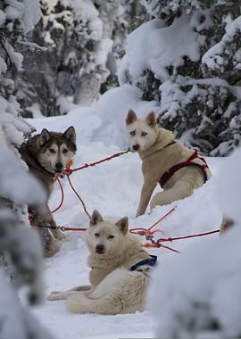 Sled Dogs in Snowy Winter Landscape