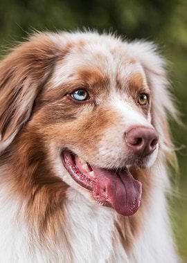 Heterochromia Australian Shepherd Portrait