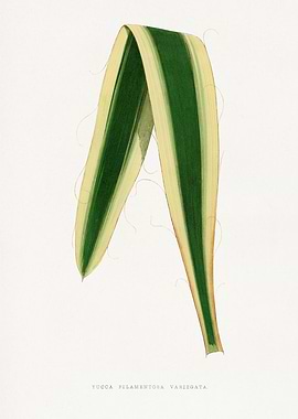 Yucca Filamentosa Variegata Leaf Illustration