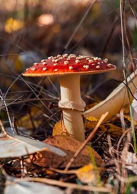 Amanita Mushroom in Forest Setting