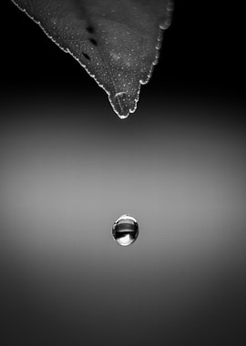 Monochrome Leaf and Water Drop