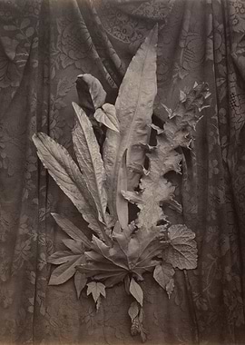 Monochrome Leaves on Lace Background