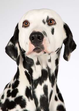 Dalmatian dog portrait on white background