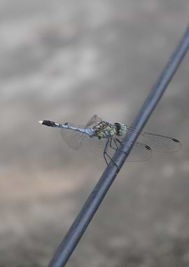 Dragonfly resting on a wire