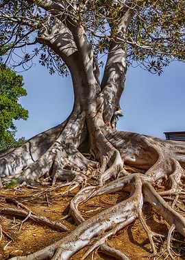Majestic Tree with Exposed Roots