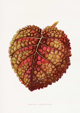 Gesneria Cinnabarina Leaf Illustration