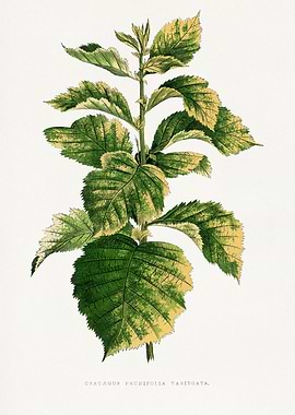Crataegus Prunifolia Variegata Botanical Illustration