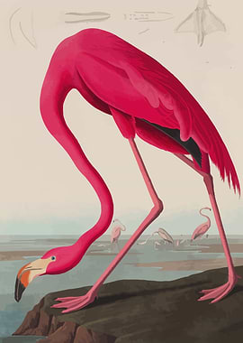 Pink Flamingo Illustration Animal Nature